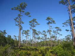 Image of Slash Pine