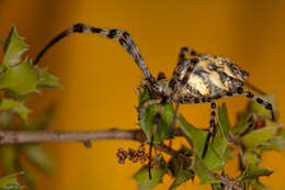 Imagem de Argiope lobata (Pallas 1772)