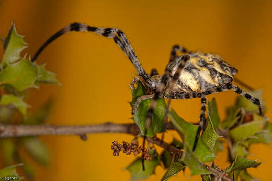 Image of Argiope lobata (Pallas 1772)