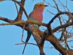 Image of Lilac-breasted Roller