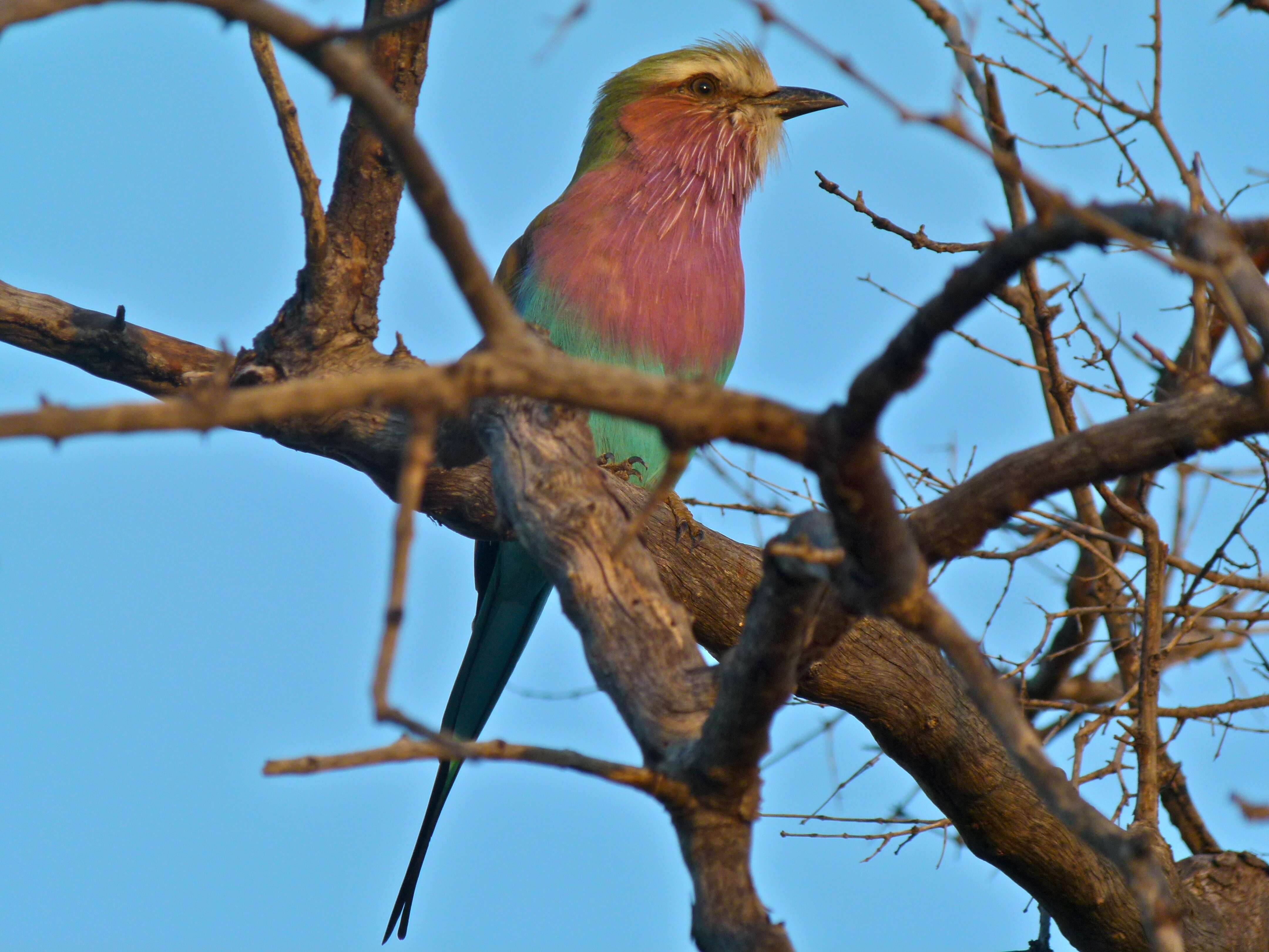 Image of Coracias Linnaeus 1758