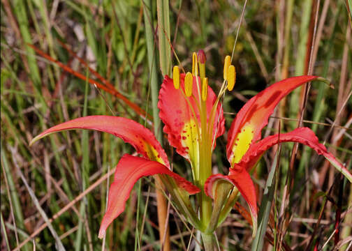 Lilium catesbaei Walter resmi