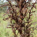 Gahnia sieberiana Kunth的圖片