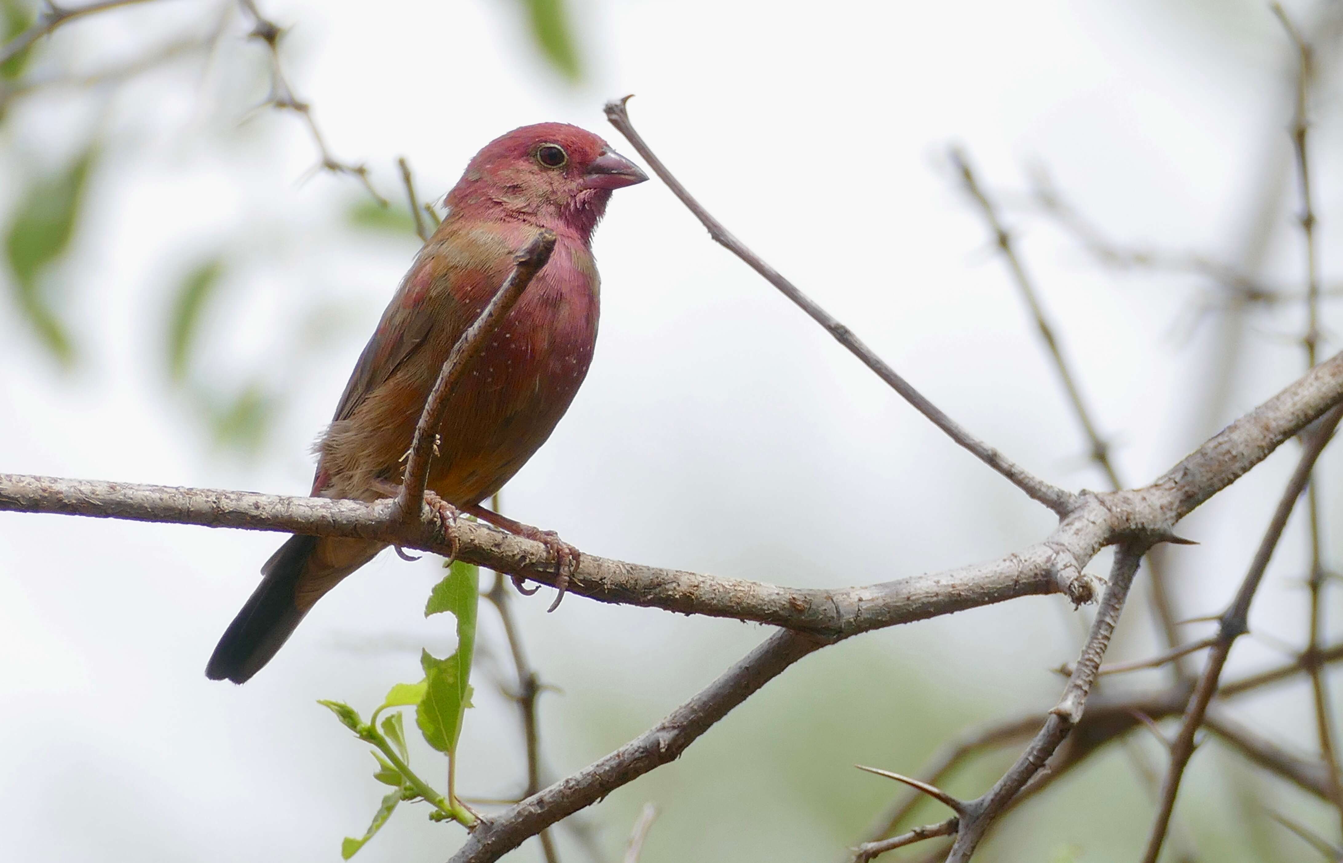 Image of Red-billed Firefinch