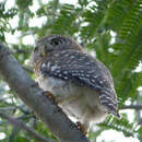 Plancia ëd Glaucidium siju (d'Orbigny 1839)