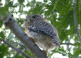 Image of Cuban Pygmy Owl