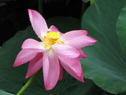 Image of lotus