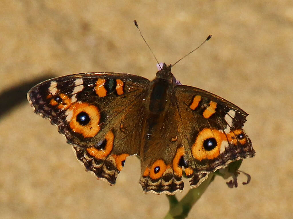 Image of Meadow Argus