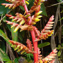 Image of Tillandsia maculata Ruiz & Pav.