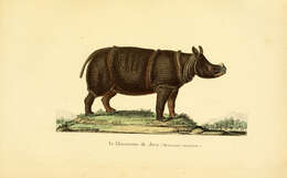Image of Rhinoceros Sondaicus