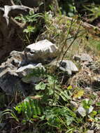 Image of yellow thistle