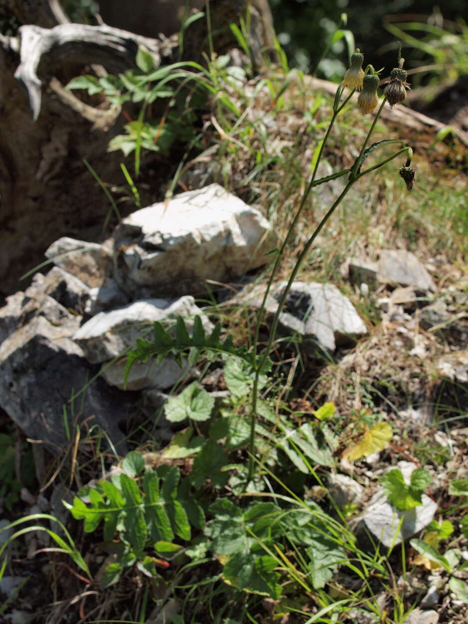 Image of yellow thistle