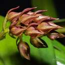 Image of Bulbophyllum singaporeanum Schltr.