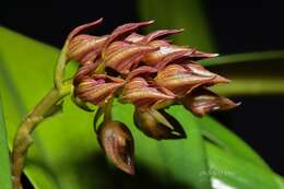 Image of Bulbophyllum singaporeanum Schltr.