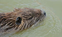 Image of American spiny rats