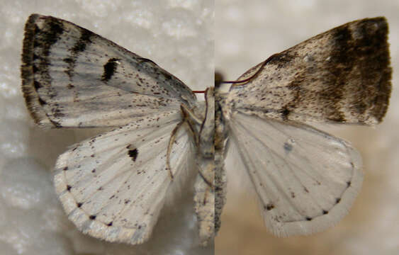 Image of Bluish Spring Moth