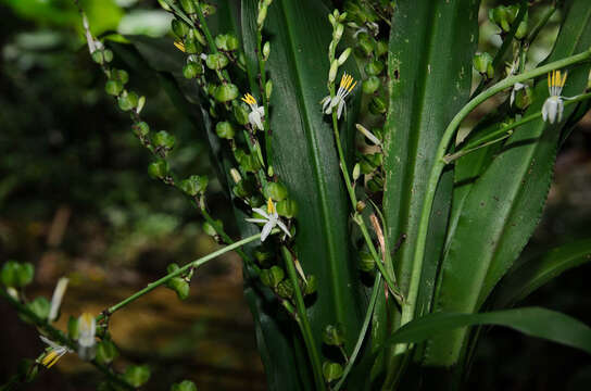 Image of Chlorophytum malayense Ridl.