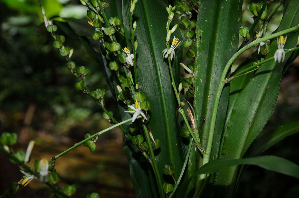 Image of chlorophytum