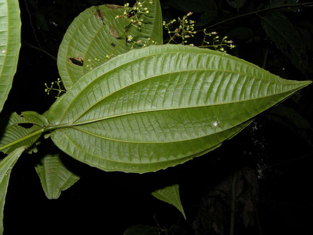 Image of Conostegia dissitiflora (Almeda) Kriebel