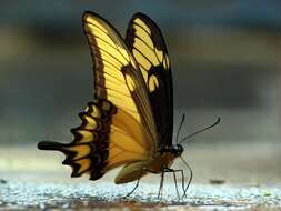 Image of Broad-banded Swallowtail