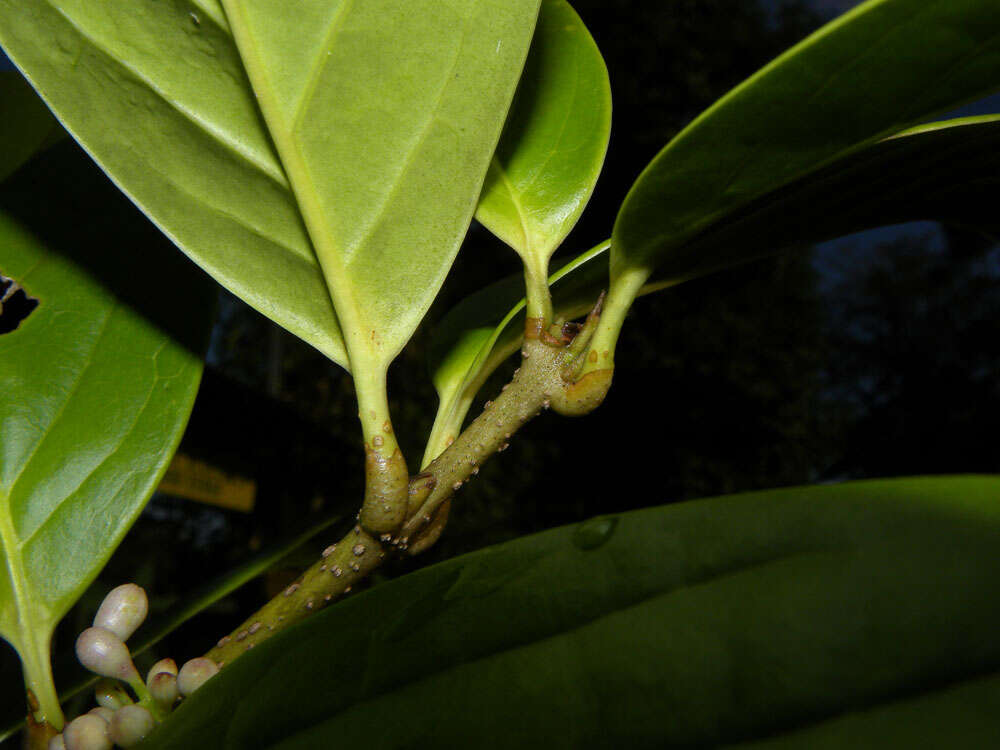 Image of Schlegelia parviflora (Oerst.) Monach.