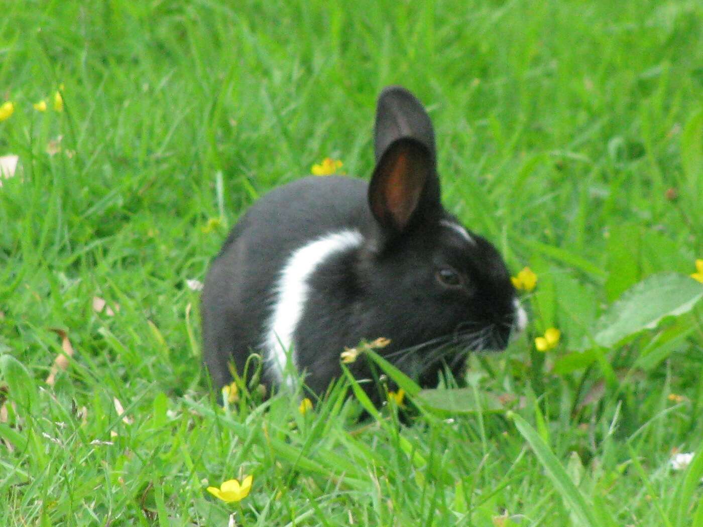 Image of Oryctolagus Lilljeborg 1873