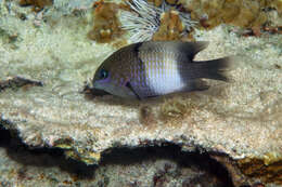 Image of Gregory Fishes