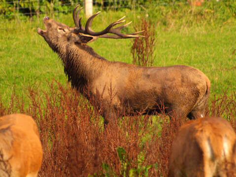 Image of Red Deer