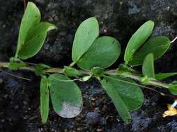 Image of roundleaf sensitive pea