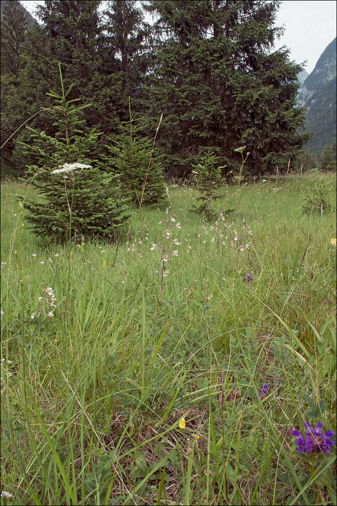 Image of Helleborine