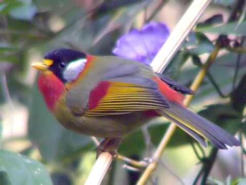 Image of Silver-eared Leiothrix