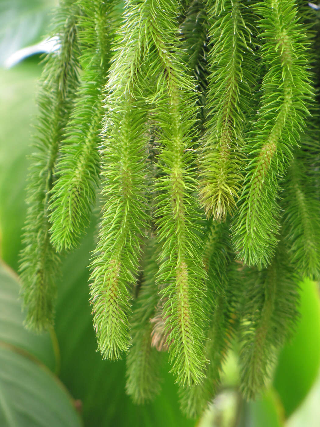 Image of rock tassel fern