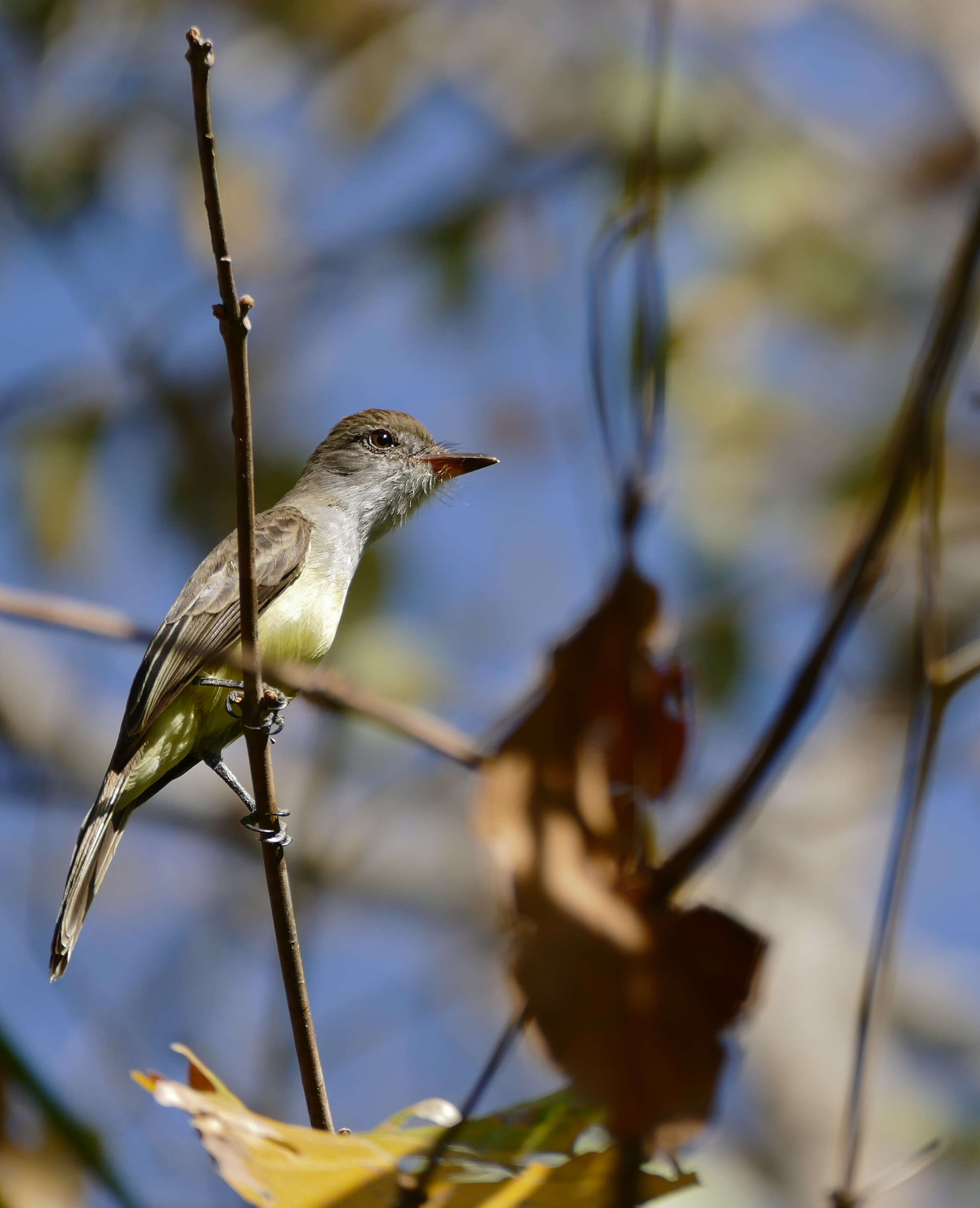 صورة Myiarchus Cabanis 1844