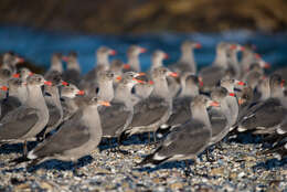 Larus Linnaeus 1758 resmi