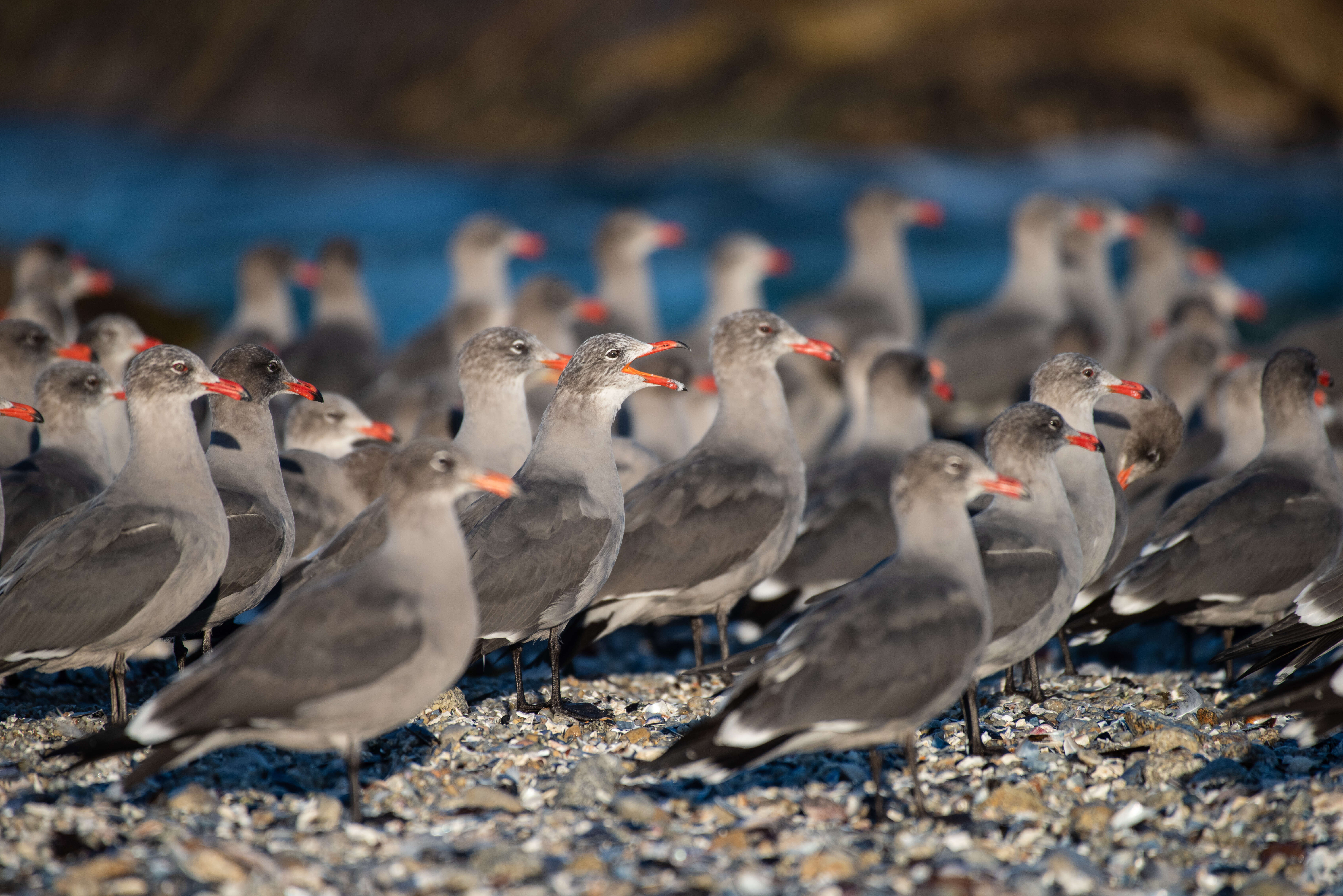 Larus Linnaeus 1758 resmi