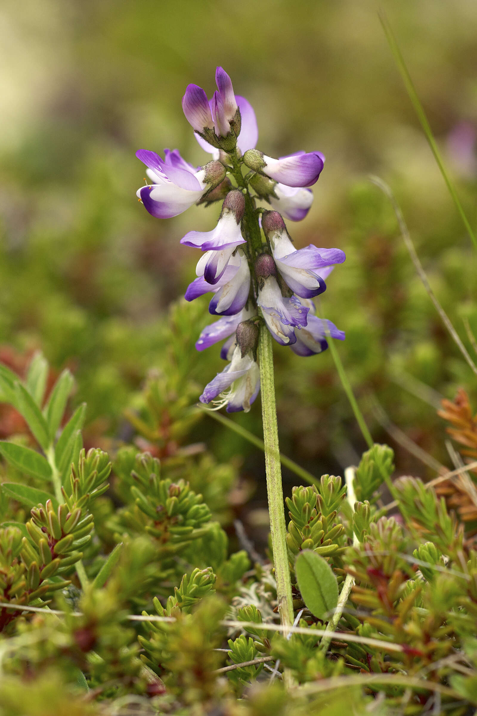 Image of alpine milkvetch