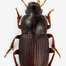 Plancia ëd Harpalus (Harpalus) subcylindricus Dejean 1829