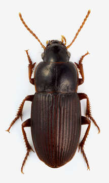 Plancia ëd Harpalus (Harpalus) subcylindricus Dejean 1829