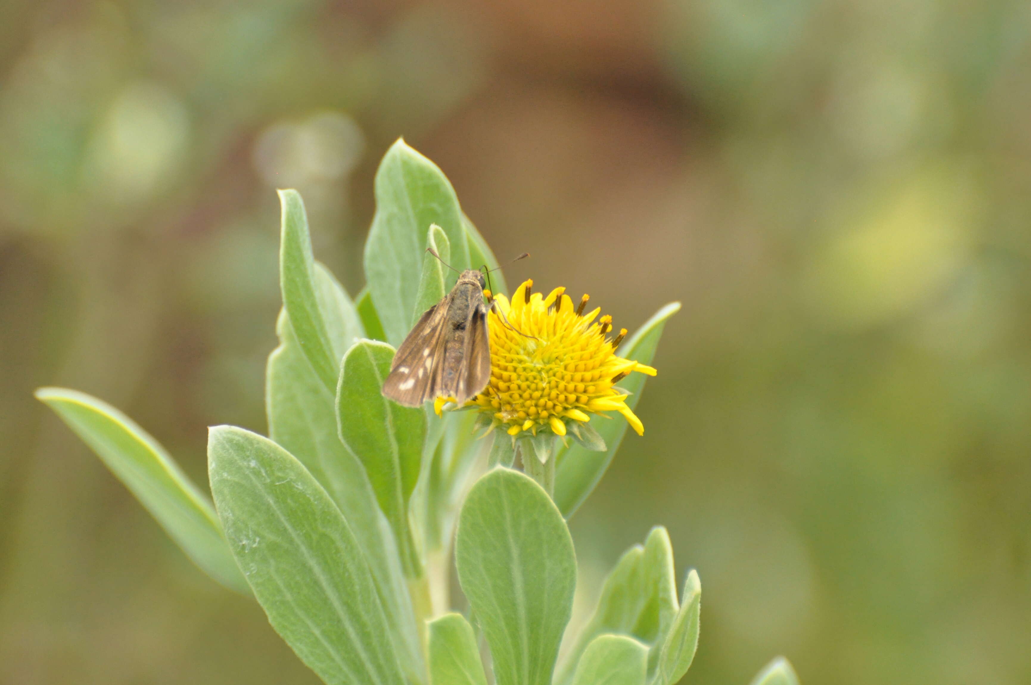 Image of Salt Marsh Skipper