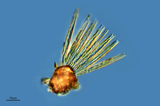 Image of Fragilaria radians