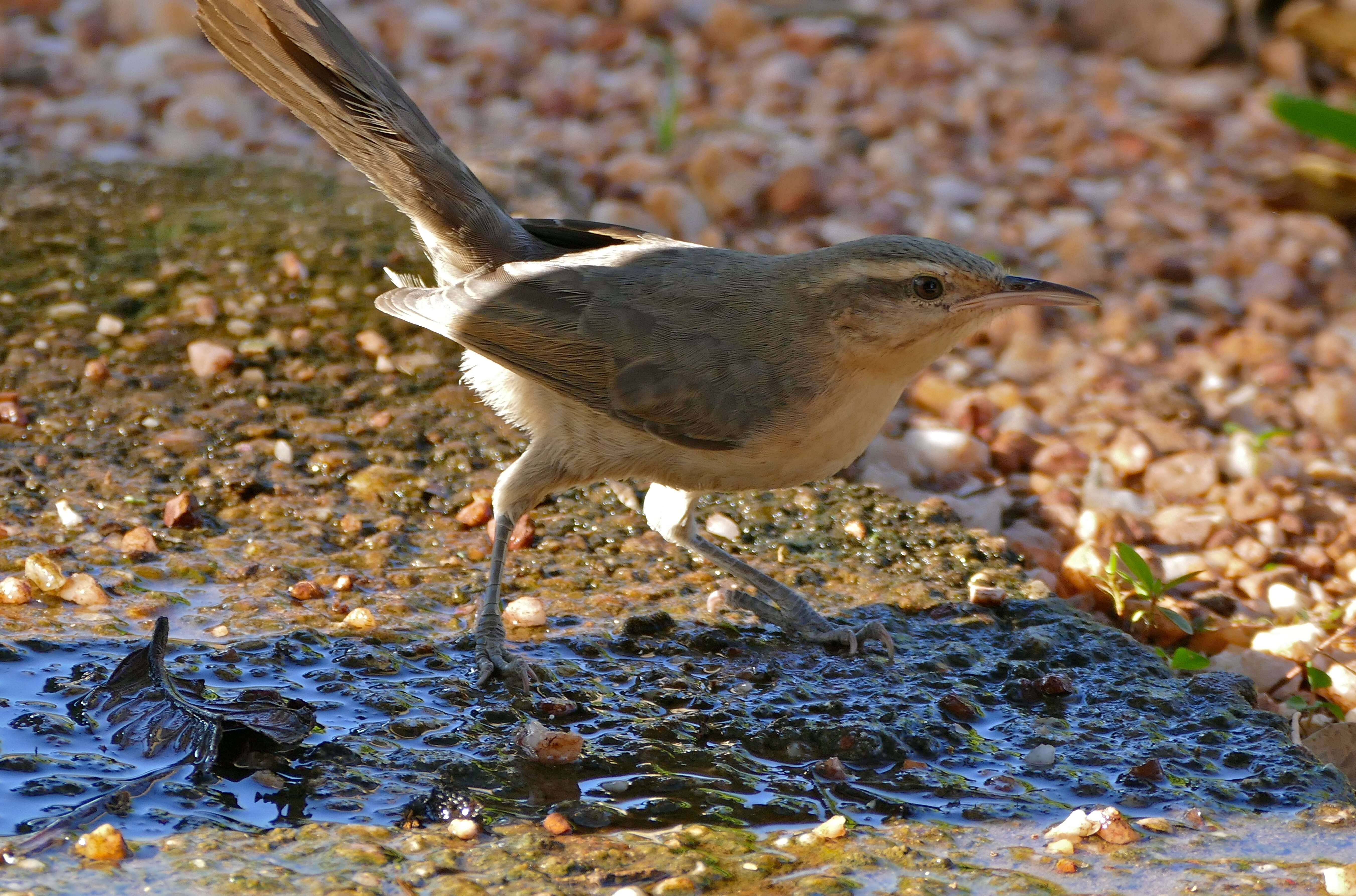 Image of Mimus Boie & F 1826