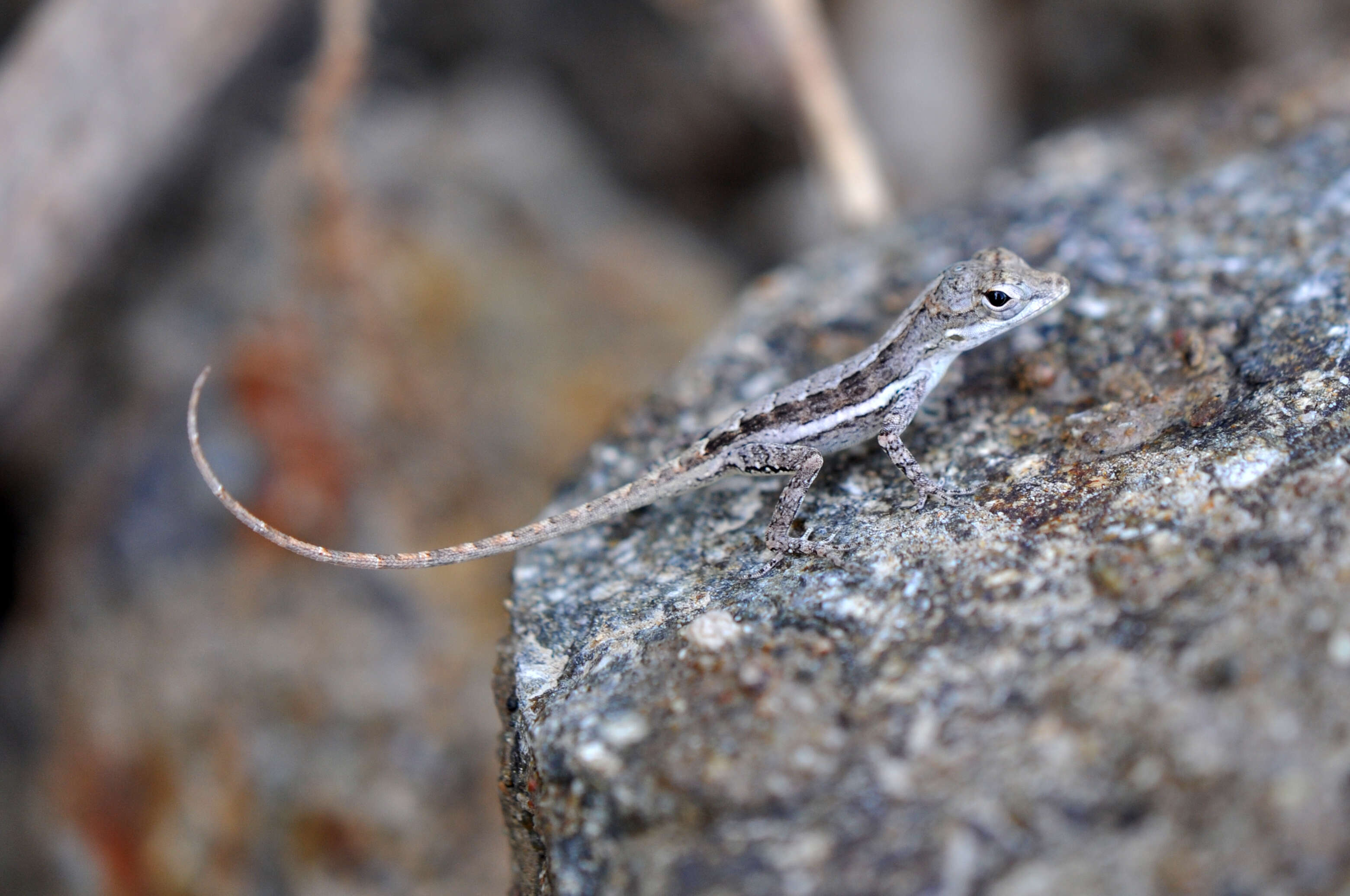 Image of Anguilla Bank Anole