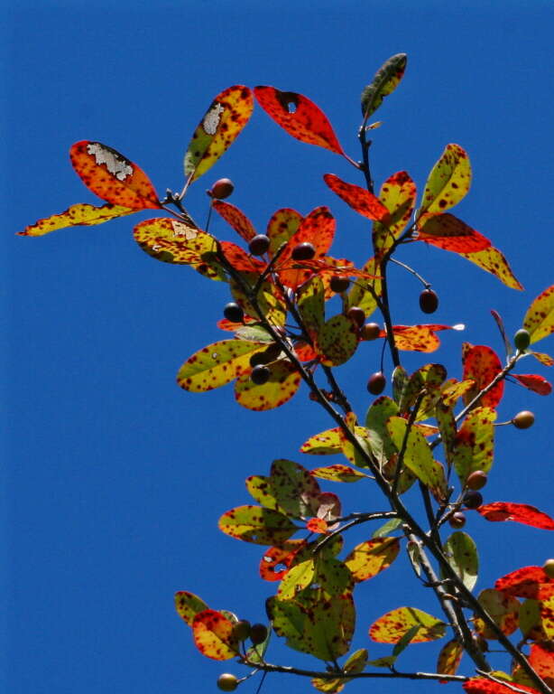 Image of Sour gum