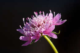 Image of Pincushion Flowers