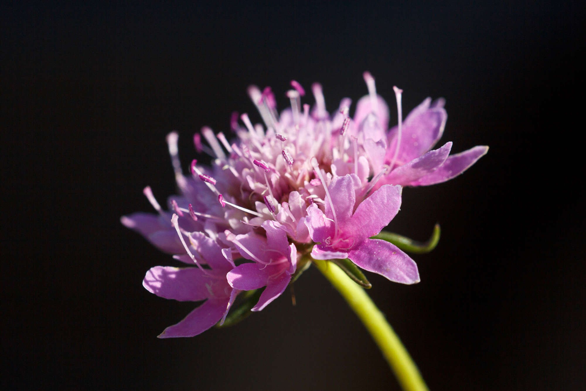 Image of Pincushion Flowers