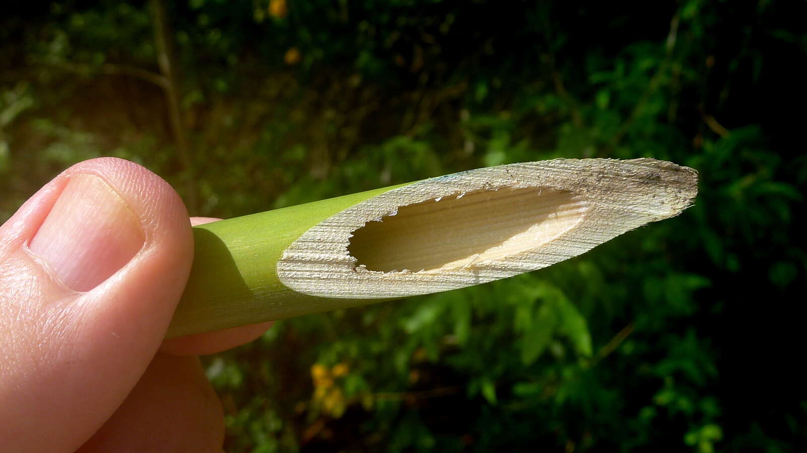 Image of Guadua paniculata Munro