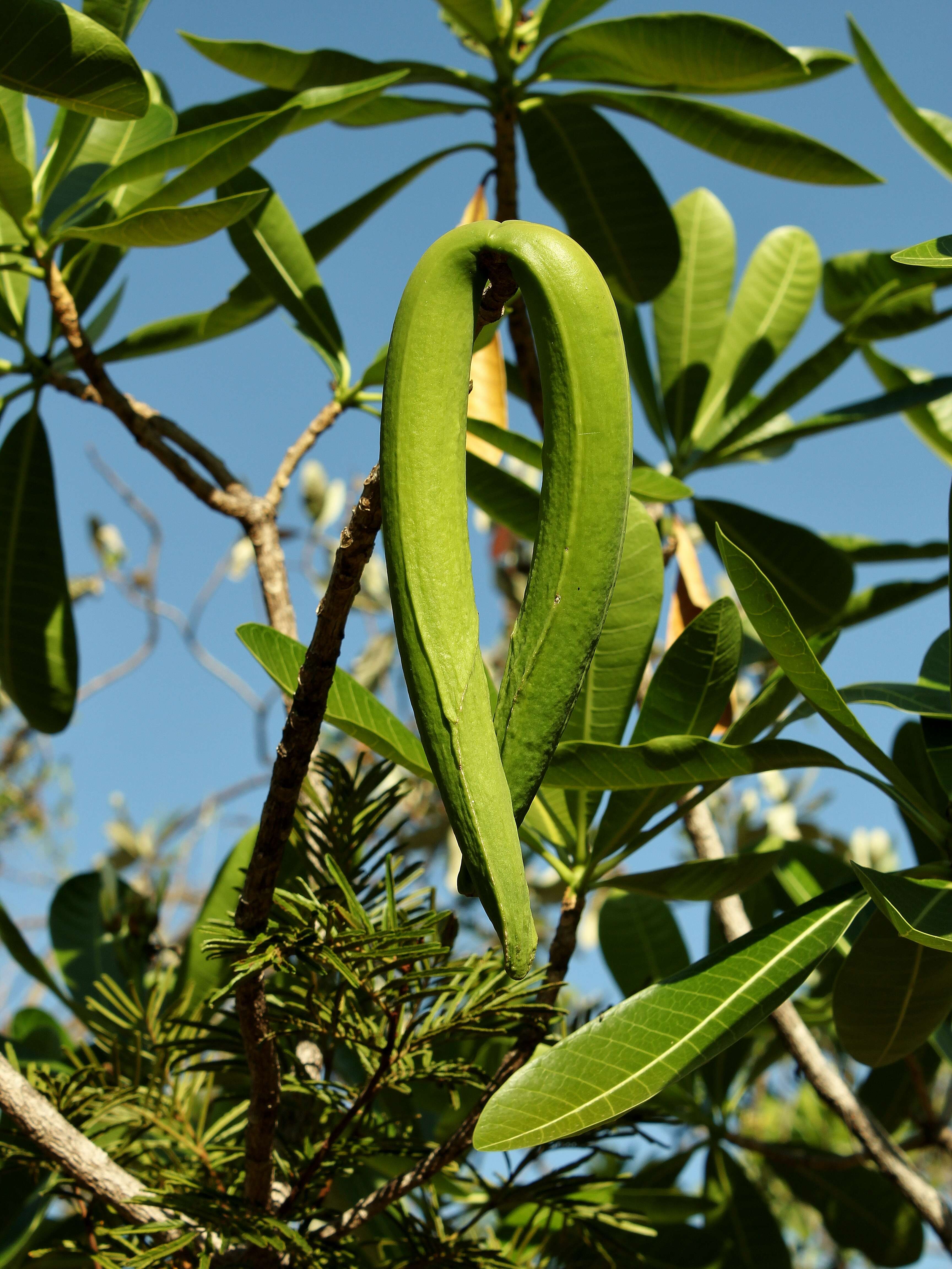 Imagem de Himatanthus bracteatus (A. DC.) R. E. Woodson