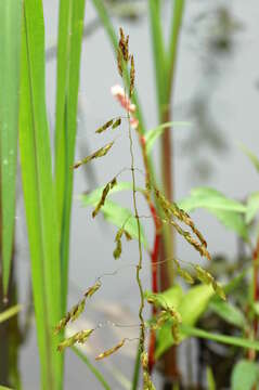 Image of cutgrass