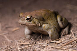 Image of Colorado River Toad Sonoran Desert Toad