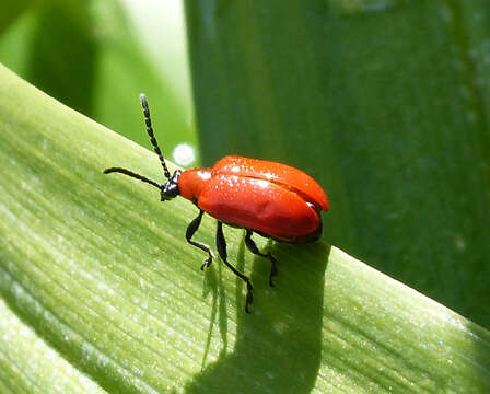 Image of Scarlet lily beetle